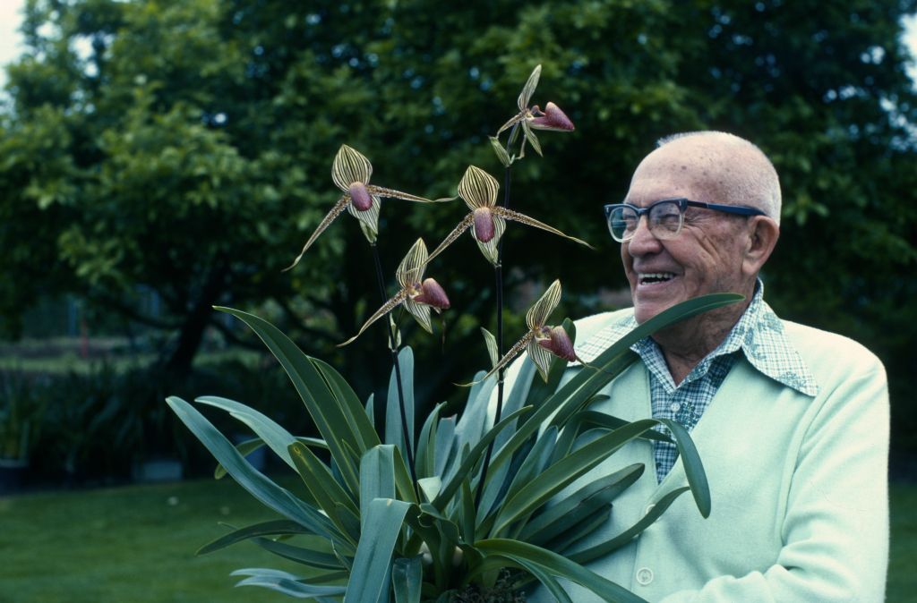 Paphiopedilum rothschildianum, unidentified grower, October 1976