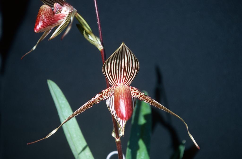 Paphiopedilum rothschildianum, May 1977, roll 197705H2black70 slide 14.  Species described in 1892.