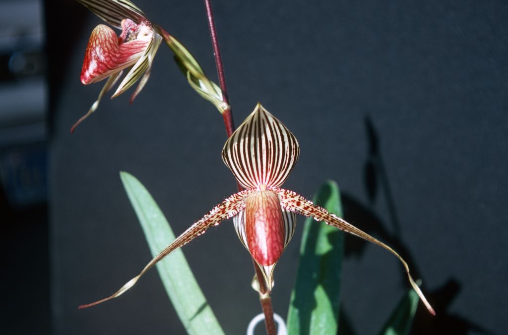 Paphiopedilum rothschildianum, May 1977, roll 197705H2black70 slide 15.  Species described in 1892.