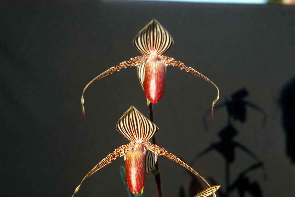 Paphiopedilum rothschildianum, May 1977, roll 197705H2red slide 10.  Species described in 1892.