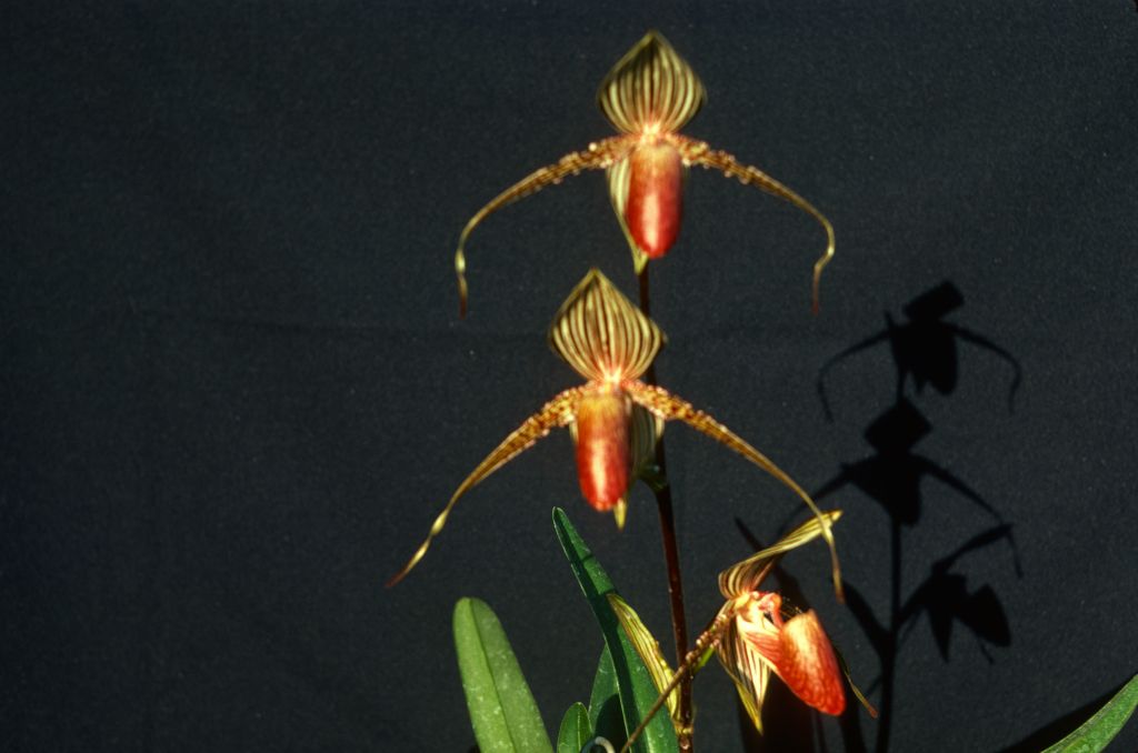 Paphiopedilum rothschildianum, May 1977, roll 197705H2red slide 11.  Species described in 1892.