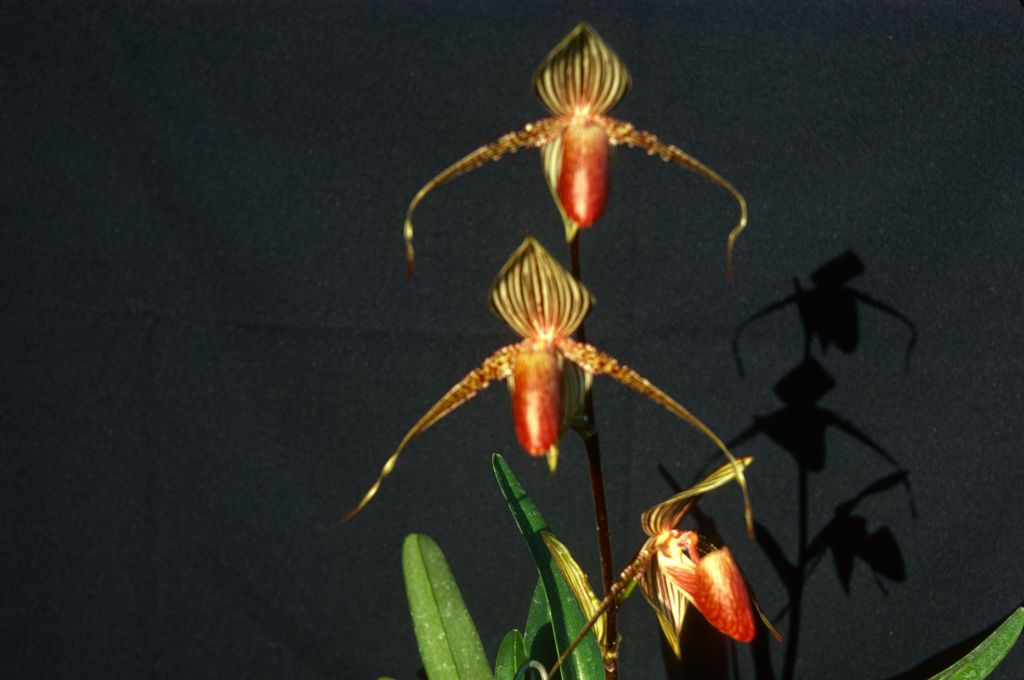 Paphiopedilum rothschildianum, May 1977, roll 197705H2red slide 12.  Species described in 1892.