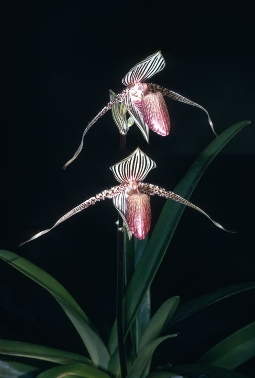 Paphiopedilum rothschildianum 'Charles E.' K70U1, Program 2 slide 10, August 1970, roll 197008 slide 2, a plant often identified falsely in commerce at the time as Paph. elliottianum 'Charles E.', 'Charles Edwards', etc.  Species described in 1892.