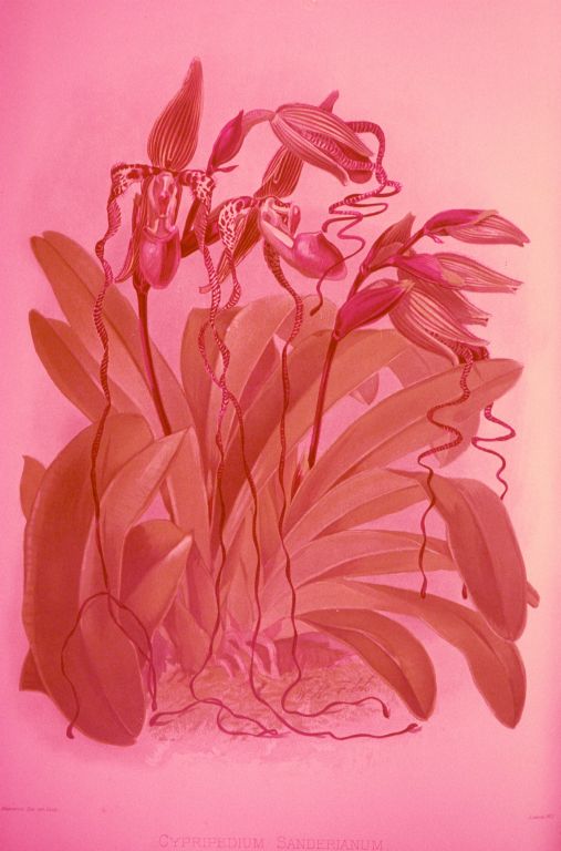 Paphiopedilum sanderianum, photograph of color plate from Reichenbachia, vol. 1, plate 3 (1888), made in April 1974, roll 197404 slide 10.  This is a slide from a project by Lambert Day to photograph all of the old color plates of orchids, offering them for sale in sets, but the slides were on poor quality film stock and have all faded badly.  However, the same plates, or almost all of them, are now available as digitized images from the original publications held by major archives and libraries around the world.