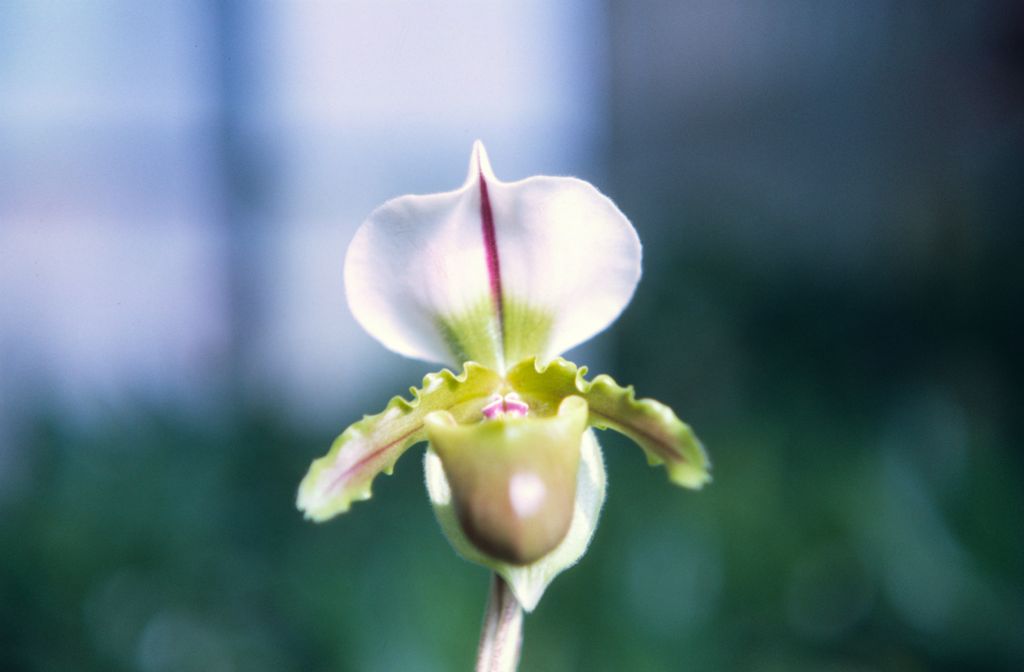 Paphiopedilum spicerianum, February 1968, roll 196802H2 slide 2.  Species described in 1888.
