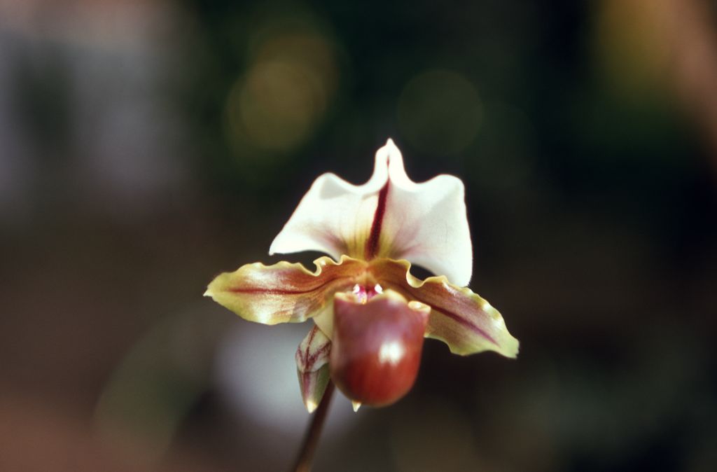 Paphiopedilum spicerianum, February 1970, roll 197002H5red slide 10.  Species described in 1888.