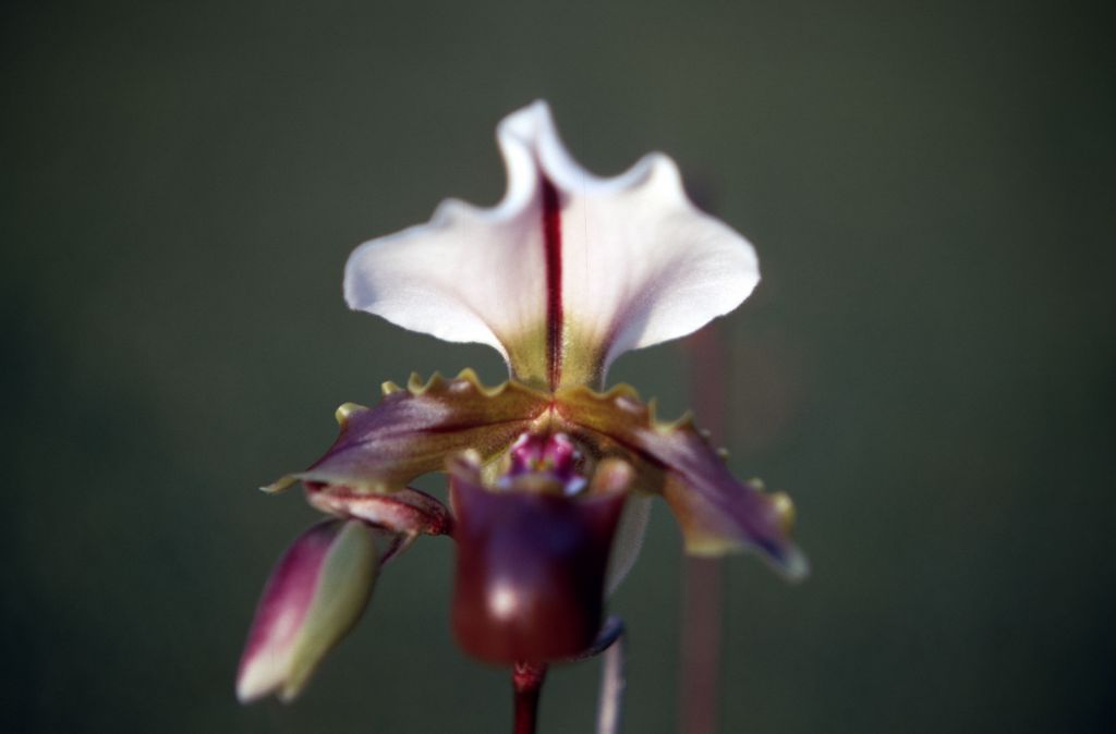 Paphiopedilum spicerianum 'St. Albans', December 1970, roll 197012H6 slide 5.  Species described in 1888.