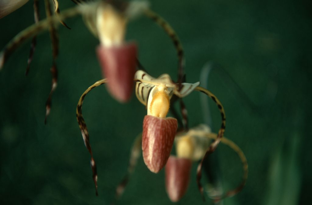 Paphiopedilum stonei, October 1970, roll 197010H3 slide 6.  Species described in 1892.