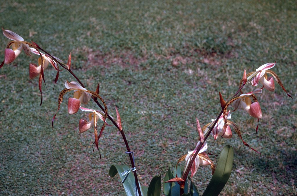 Paphiopedlium stonei 'Oceana' AM/AOS, August 1971, roll 197108H3 slide 5.  Species described in 1892.