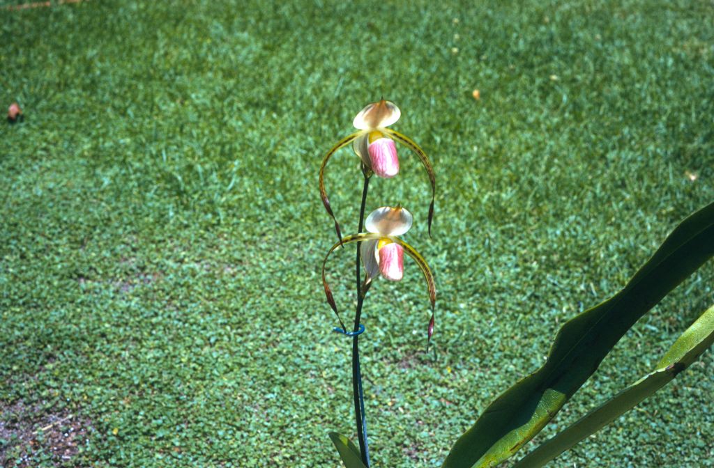 Paphiopedilum stonei, June 1972, roll 197206H4red slide 19.  Species described in 1892.