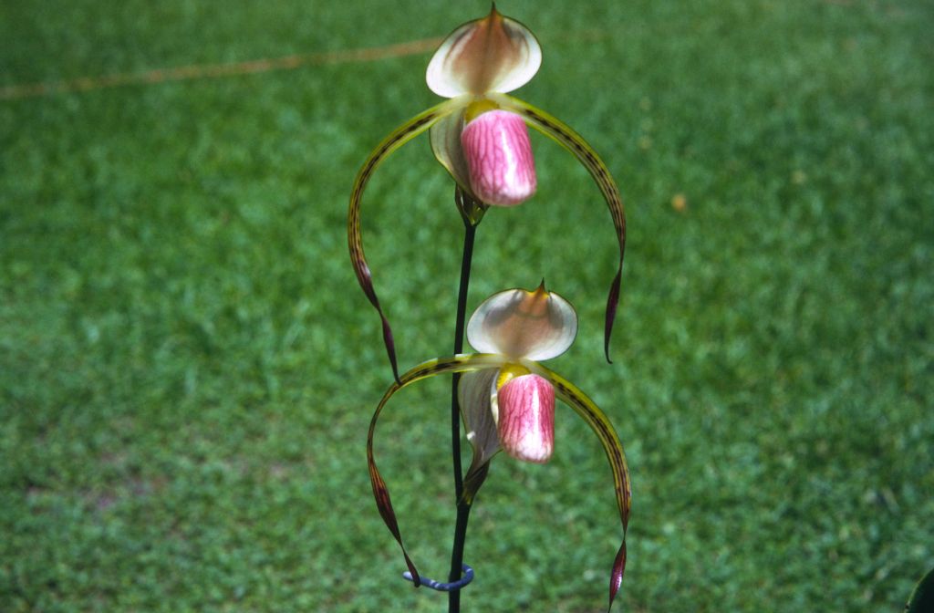 Paphiopedilum stonei, June 1972, roll 197206H4red slide 20.  Species described in 1892.