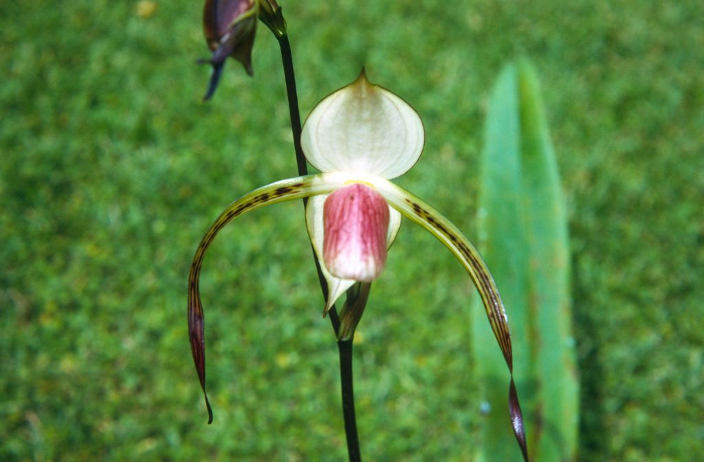 Paphiopedilum stonei, June 1972, roll 197206H4red slide 6.  Species described in 1892.
