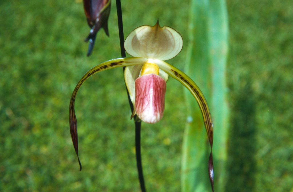 Paphiopedilum stonei, June 1972, roll 197206H4red slide 7.  Species described in 1892.