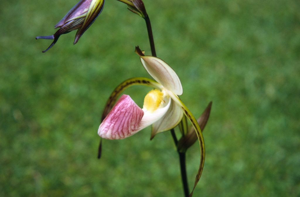 Paphiopedilum stonei side view, June 1972, roll 197206H4red slide 8.  Species described in 1892.