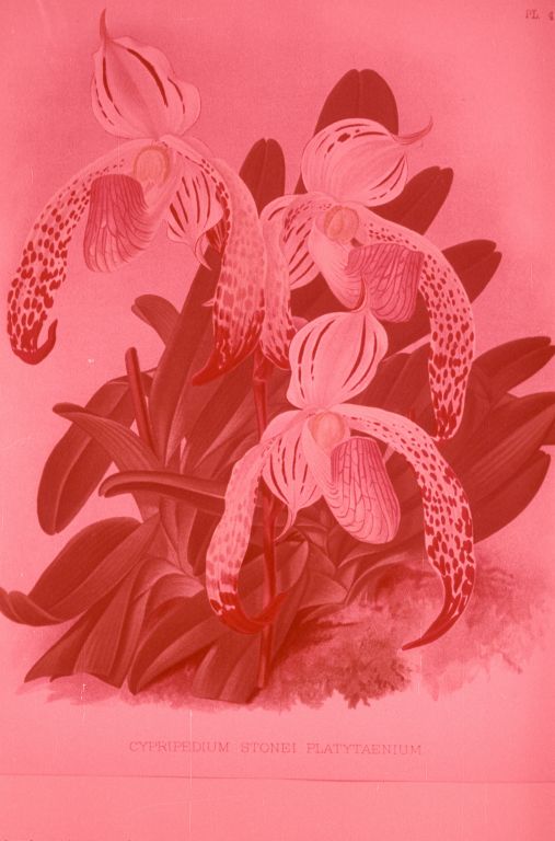 Paphiopedilum stonei platyaenium, photograph of color plate from The Orchid Album, vol. 11, Plate 496, 1896, made in June 1973, roll 197306 slide 9.  This is a slide from a project by Lambert Day to photograph all of the old color plates of orchids, offering them for sale in sets, but the slides were on poor quality film stock and have all faded badly.  However, the same plates, or almost all of them, are now available as digitized images from the original publications held by major archives and libraries around the world..  Species described in 1892.