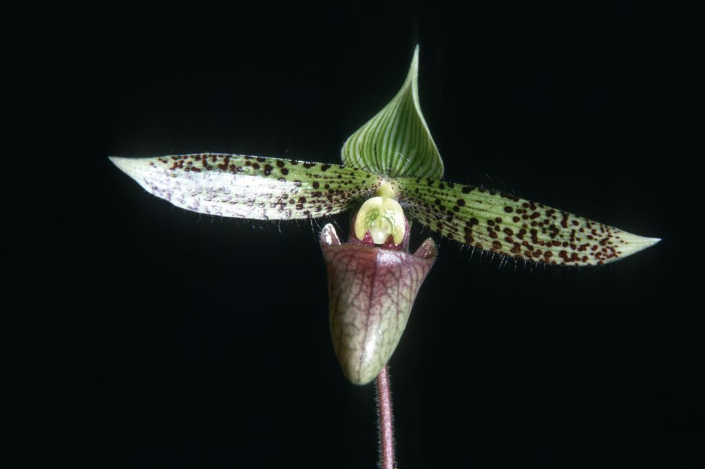 Paphiopedilum sukhakulii, January 1967, roll 196701H2 slide 29.  Species described in 1965, at which time it caused a sensation.