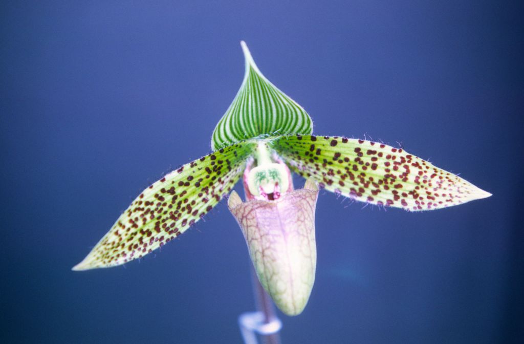 Paphiopedilum sukhakulii, September 1969, roll 196909H1 slide 20.  Species described in 1965, at which time it caused a sensation.