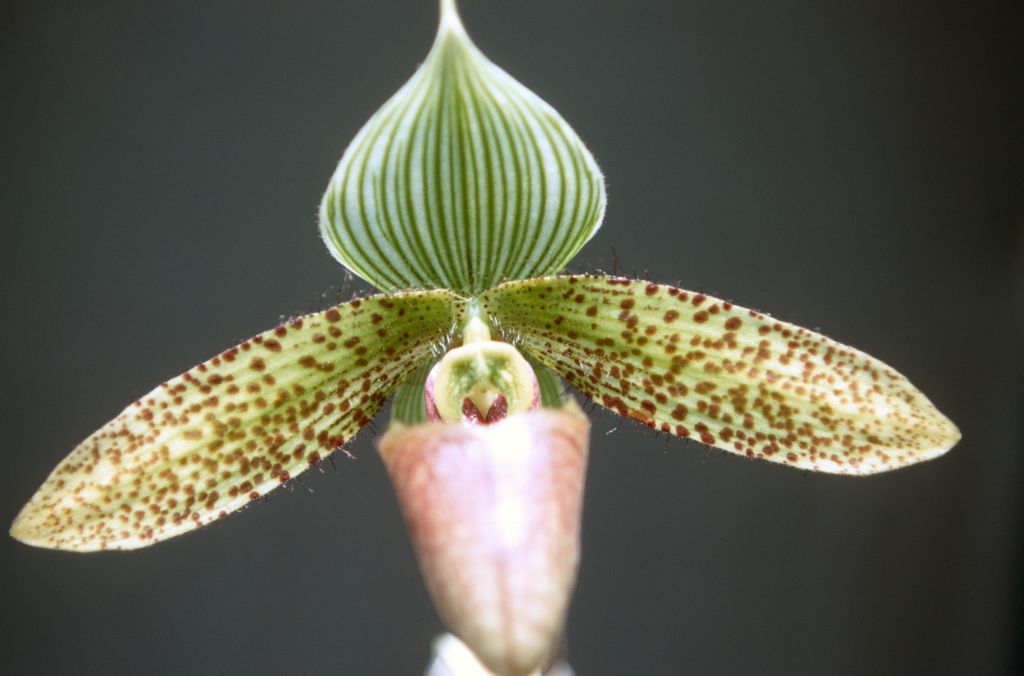 Paphiopedilum sukhakulii, October 1970, roll 197010H4 slide 15.  Species described in 1965, at which time it caused a sensation.