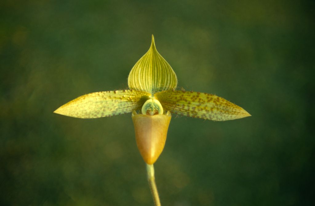 Paphiopedilum sukhakulii aureum 'Pale Face' HCC CBM (however, the actual awards are AM/AOS and CBM/AOS, at Los Angeles monthly judging October 13, 1969, exhibited by the Thomdel Collection, Pasadena, CA), February 1971, roll 197102H7 slide 11.  Species described in 1965, at which time it caused a sensation.