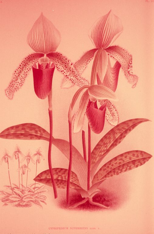 Paphiopedilum superbiens, photograph of color plate from Lindenia, vol. VI, plate 261 (1890), from the set of slides of Lindenia plates prepared in June 1973 by Lambert Day, but issued on poor film stock that has faded badly, roll 197306 slide 23.  Species described in 1892.
