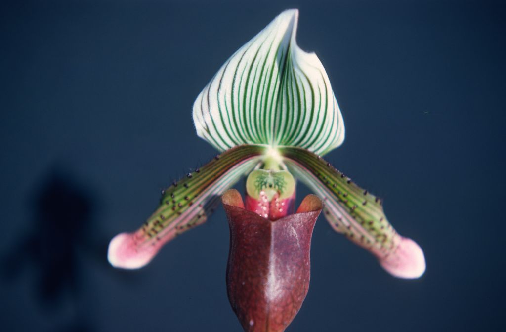 Paphiopedilum superbiens 'C', June 1977, roll 197706H5 slide 2.  Species described in 1892.