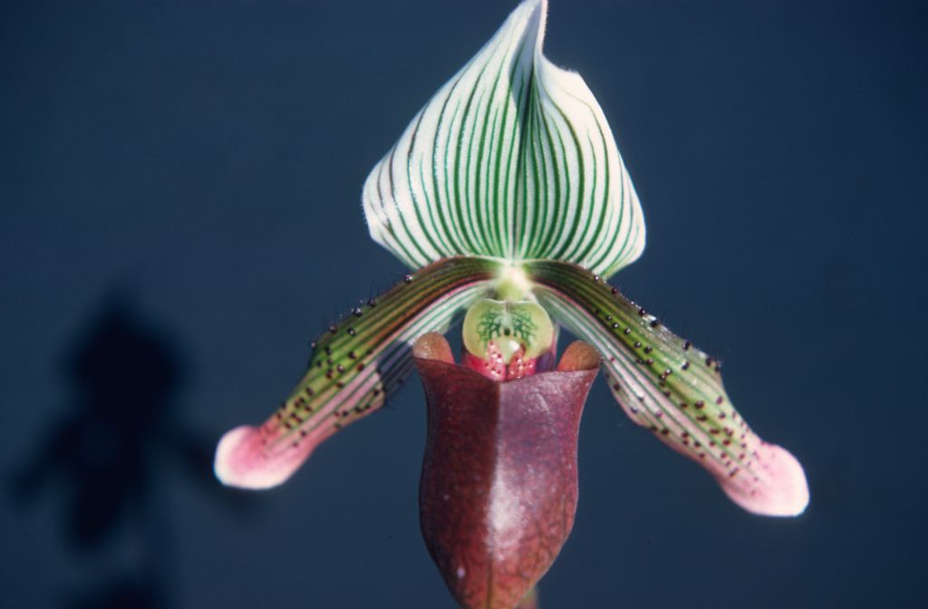Paphiopedilum superbiens 'C', June 1977, roll 197706H5 slide 3.  Species described in 1892.