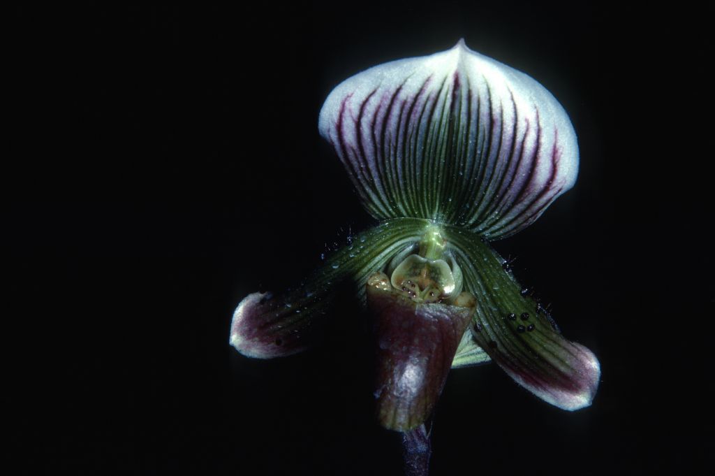 Paphiopedilum thailandense, Rojander via Keyes, February 1979, roll 197902H2 slide 8.  This "intermediate species" was proposed in 1979 without a description, as an isolated population from the Thai portion of the Malay Peninsula with features of both Paph. callosum and barbatum.  The image is the same one published with the designation sp. nov. in Orchid Digest 43(6):220 (November, 1979), but here with much darker color.