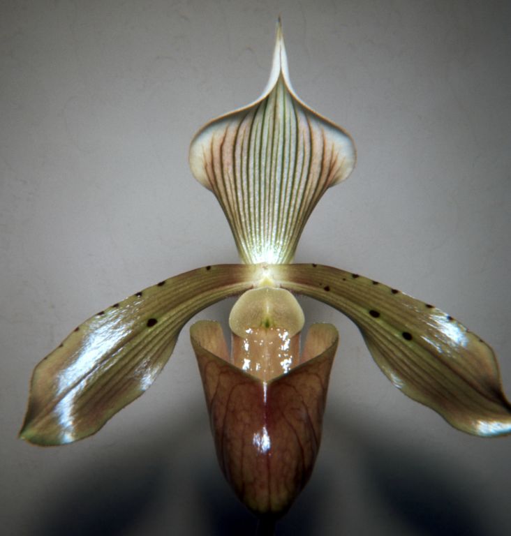 Paphiopedilum tonsum, September 1967, roll 196709H slide 8, 127 Superslide.  Species described in 1892.