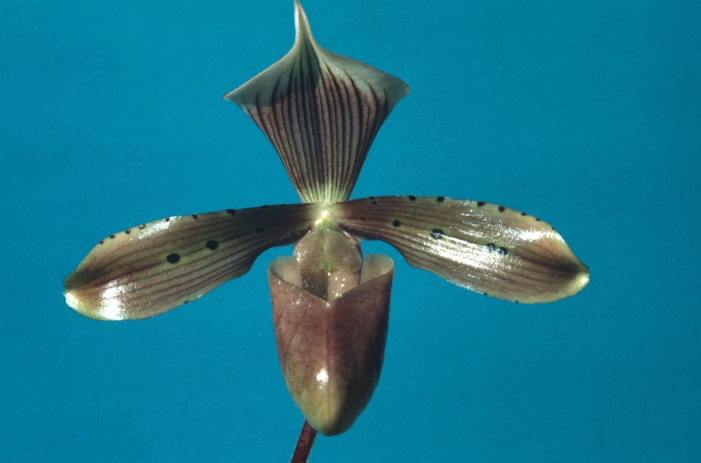 Paphiopedilum tonsum [from?] Allan Stiles, August 1969, roll 196908M3 slide 8.  Species described in 1892.