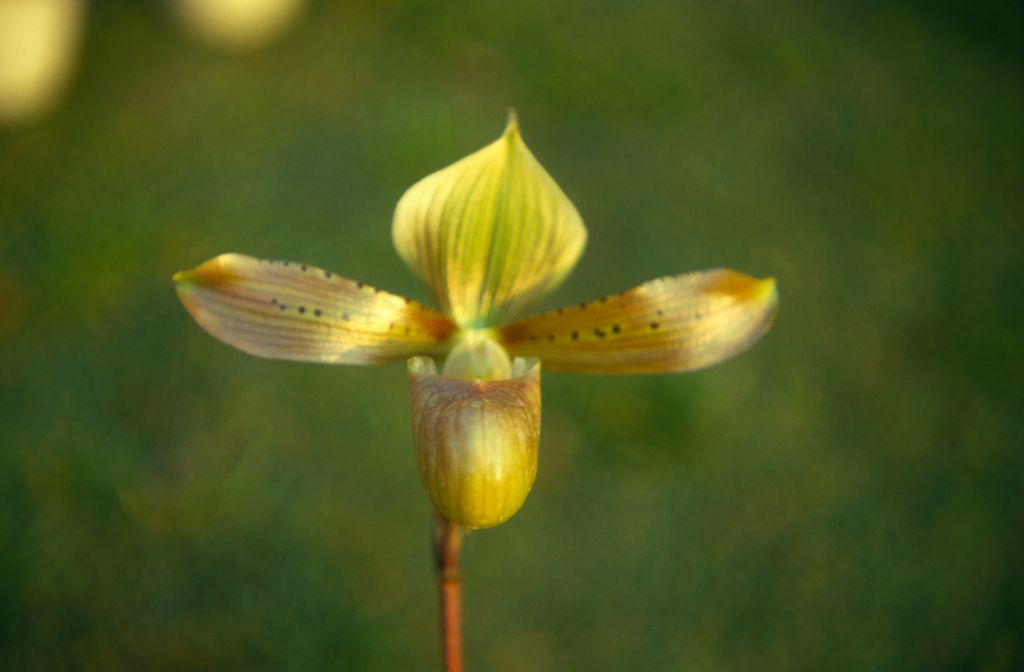 Paphiopedilum tonsum with upside down petals, February 1971, roll 197102H7 slide 9.  Species described in 1892.