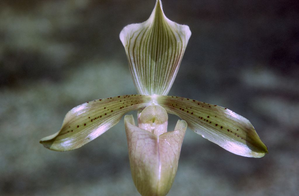 Paphiopedilum tonsum 'Green', December 1972, roll 197212H11 slide 1.  Species described in 1892.