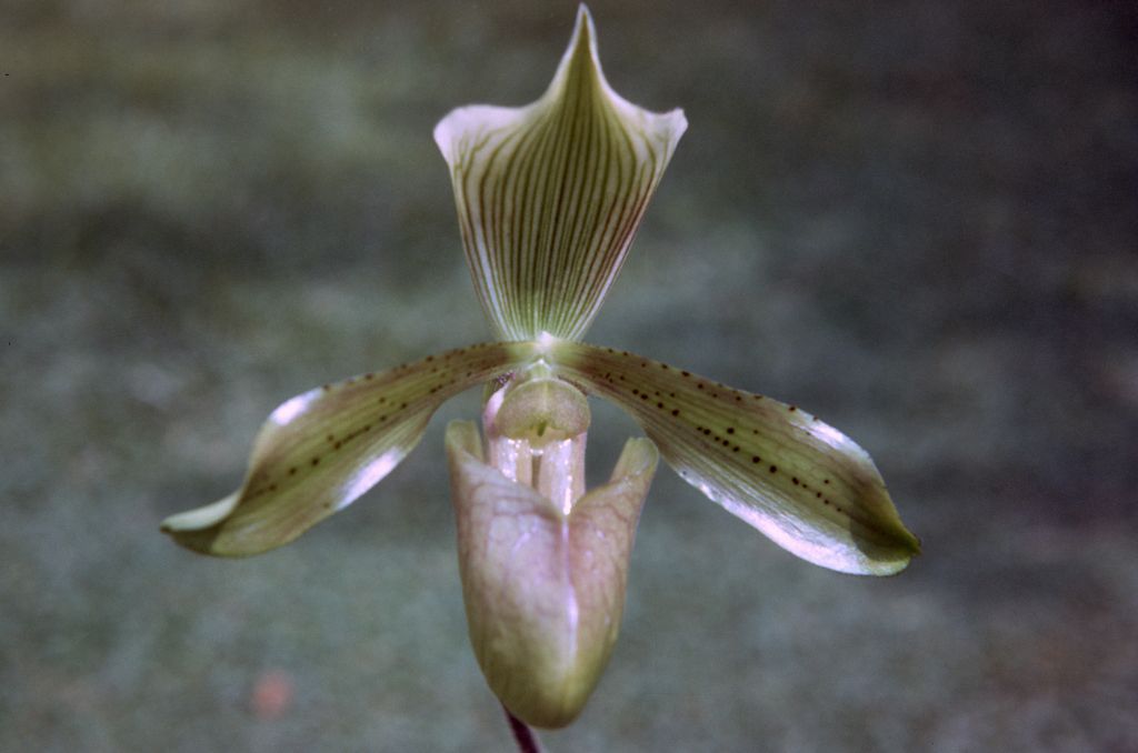 Paphiopedilum tonsum 'Green', December 1972, roll 197212H11 slide 2.  Species described in 1892.