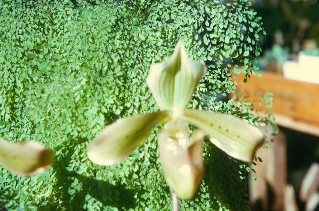 Paphiopedilum tonsum, September 1973, roll 197309H2 slide 18.  Species described in 1892.