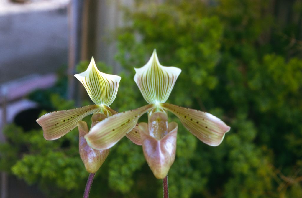 Paphiopedilum tonsum 'Superbum', December 1973, roll 197312H7 slide 1.  Species described in 1892.