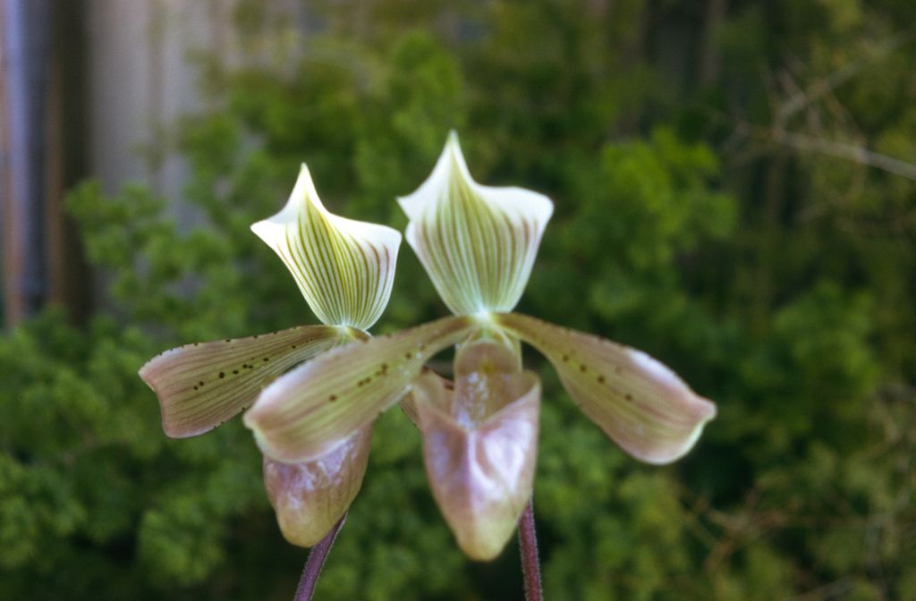 Paphiopedilum tonsum 'Superbum', December 1973, roll 197312H7 slide 2.  Species described in 1892.