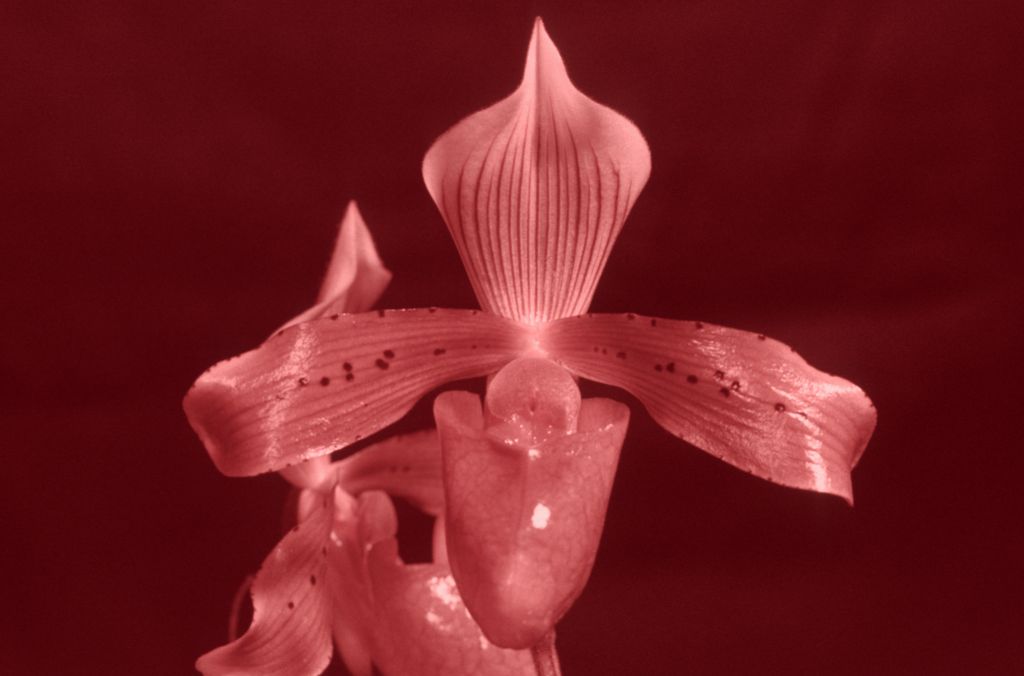 Paphiopedilum tonsum 'Jungle Queen' HCC/AOS Award Slide, March 26, 1976, Santa Barbara International Orchid Show, Santa Barbara, CA, exhibited by Carl and Imogene Keyes.  Species described in 1892.