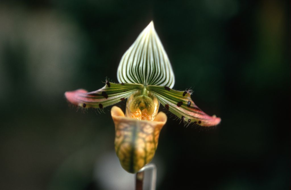 Paphiopedilum venustum, February 1970, roll 197002H5red slide 6.  Species described in 1888.
