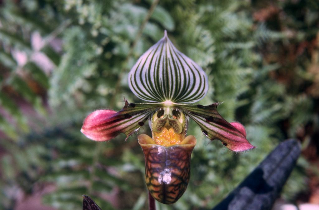 Paphiopedilum venustum, November 1974, roll 197411H1 slide 18.  Species described in 1888.