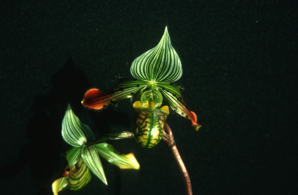 Paphiopedilum venustum, October 1975, roll 197510H6 slide 13.  Species described in 1888.