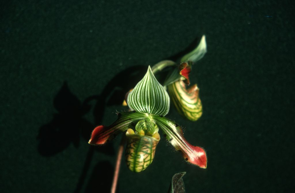 Paphiopedilum venustum, October 1975, roll 197510H6 slide 14.  Species described in 1888.