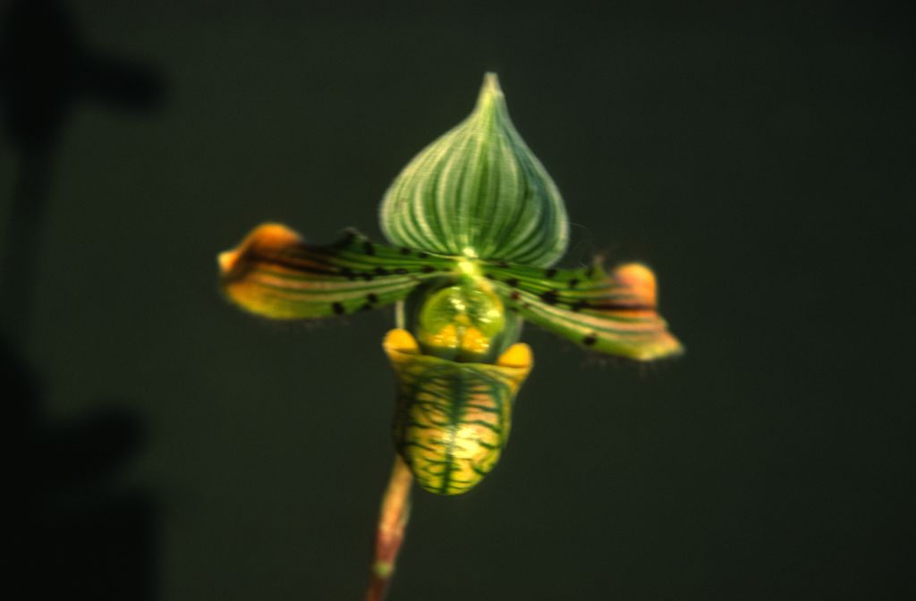 Paphiopedilum venustum, one of only 2 slides labeled in this roll, February 1978, roll 197802H7red slide 10.  Species described in 1888.