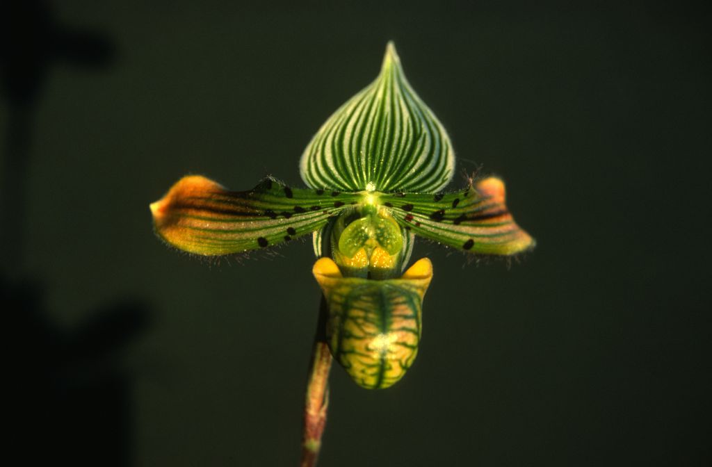 Paphiopedilum venustum, matches slide 10, one of only 2 slides labeled in this roll, February 1978, roll 197802H7red slide 11.  Species described in 1888.
