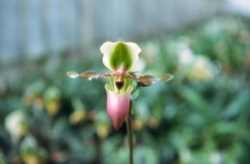 Paphiopedilum victoria-mariae, February 1972, roll 197202H5 slide 14.  Species described in 1896.