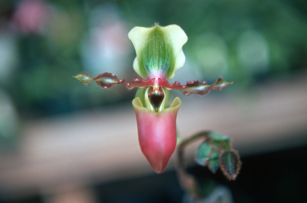 Paphiopedilum victoria-mariae, May 1977, roll 197705H2black70 slide 9.  Species described in 1896.