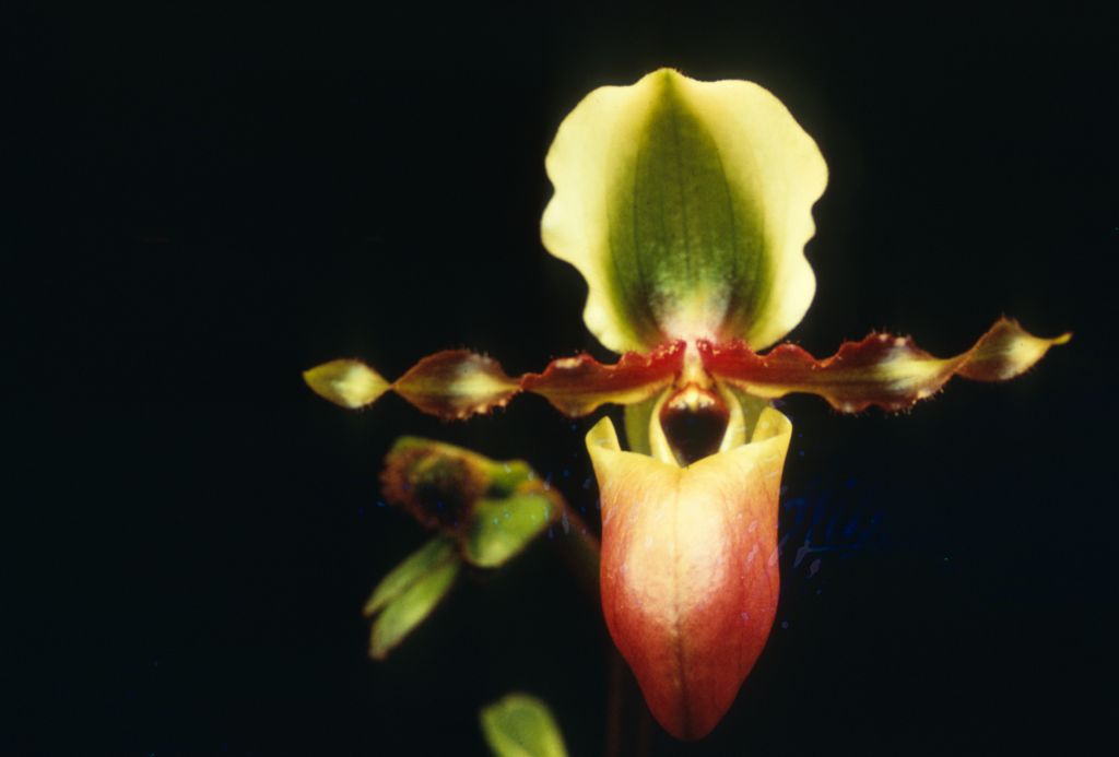 Paphiopedilum victoria-mariae, Program 2 slide 12, March 1971, roll 197103P15.  Species described in 1896.