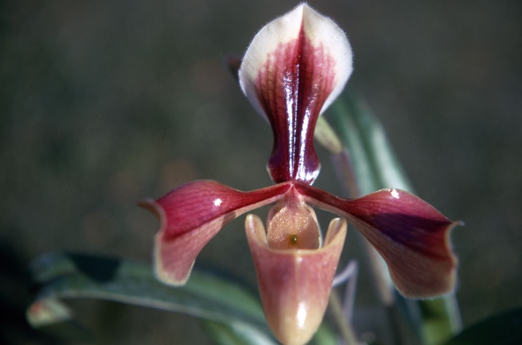 Paphiopedilum villosum. March 1971, roll 197103H7 slide 11.  Species described in 1892.