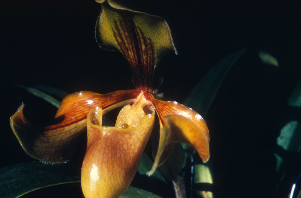 Paphiopedilum villosum, Duplicate Slide 17, made March 1971, roll 197103P15.  Species described in 1892.