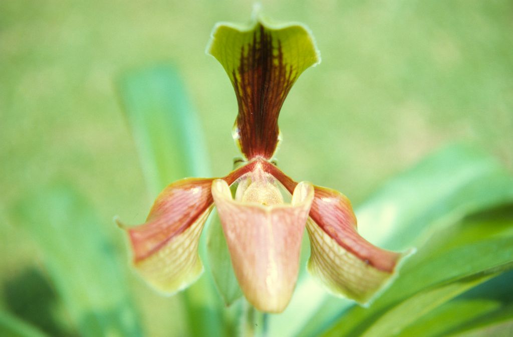 Paphiopedilum villosum form tipica, April 1972, roll 197204H7 slide 18.  Species described in 1892.