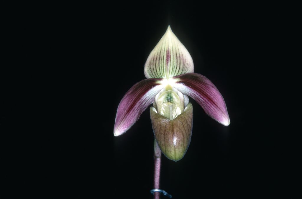 Paphiopedilum violascens #641, November 1970, roll 197011C13 slide 25.  Species described in 1911.