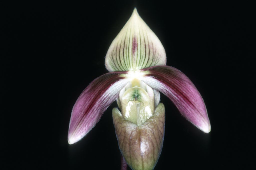 Paphiopedilum violascens #641, November 1970, roll 197011C13 slide 34.  Species described in 1911.